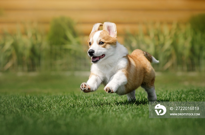 welsh corgi pembroke红色小狗在草坪上玩耍的可爱肖像