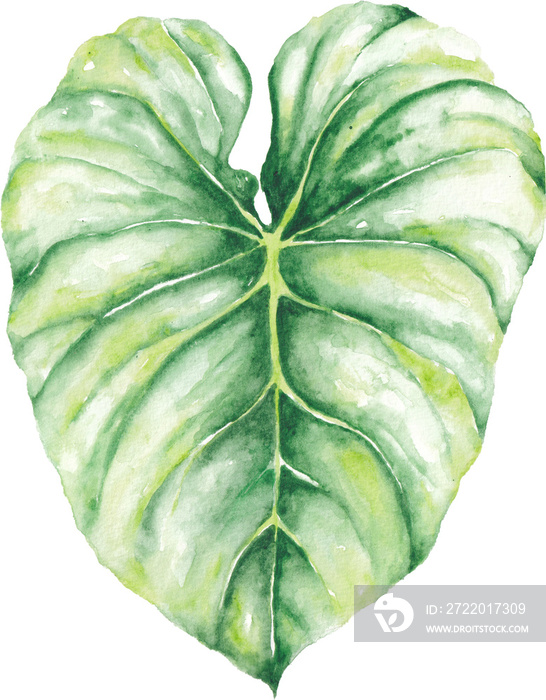 Tropical Leaf Watercolor Illustrations