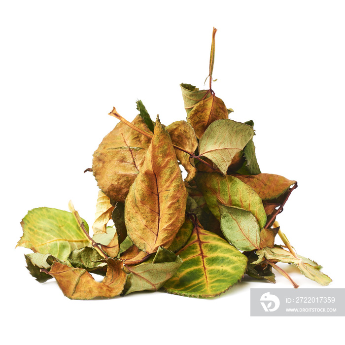 Pile of dried rose leaves as an abstract composition over white background