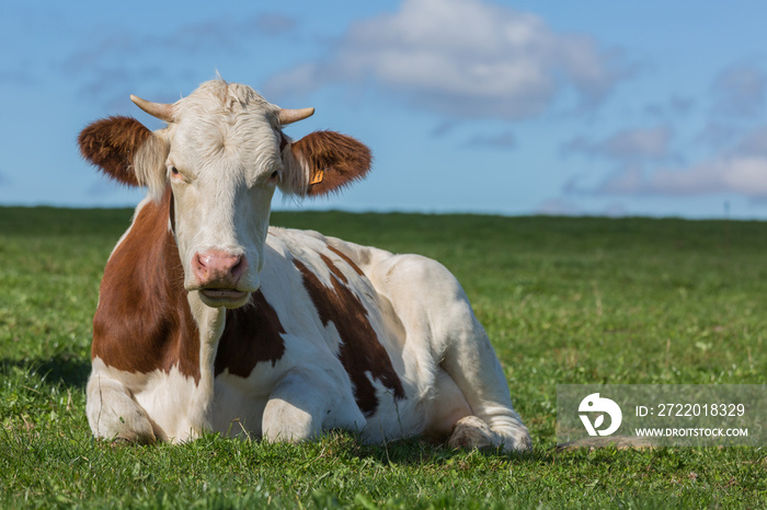 vache montbéliarde