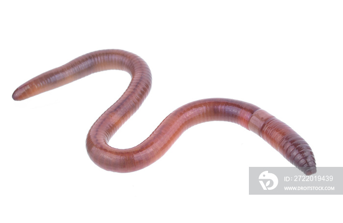 Earth worm isolated on white background