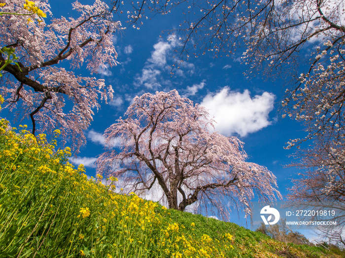 桜と菜の花