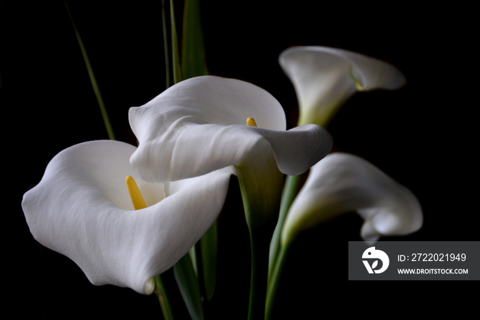 白色马蹄莲，美丽的奇异花朵，在深色背景下，特写。