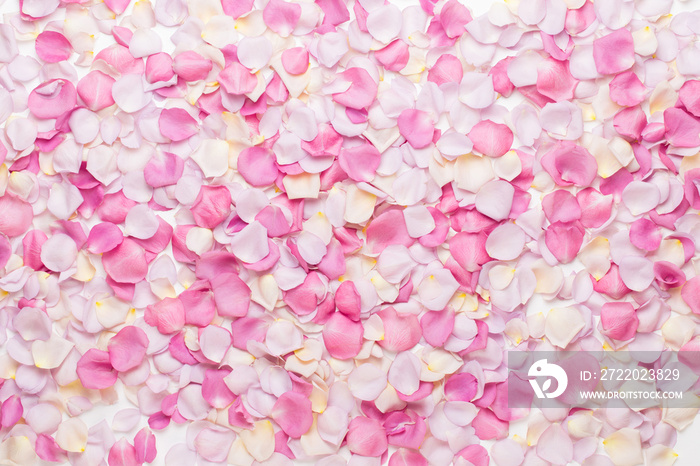 Pink rose flowers petals on white background. Flat lay, top view, copy space.