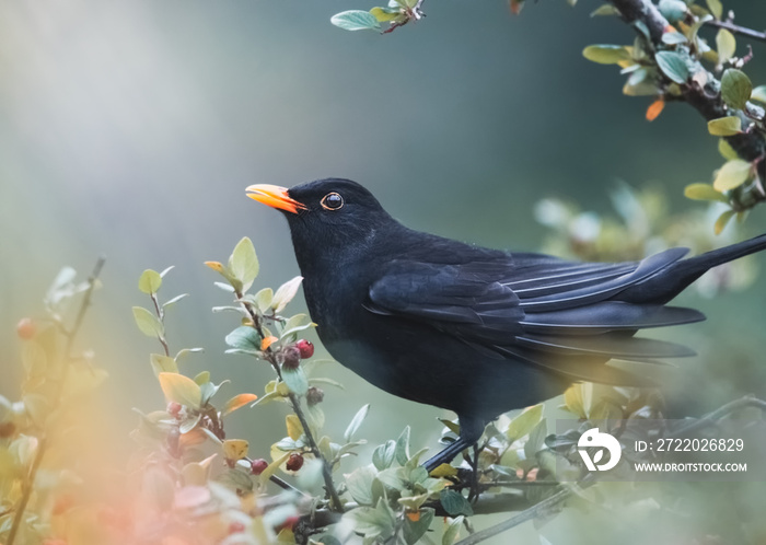 Amsel im Sonnenschein