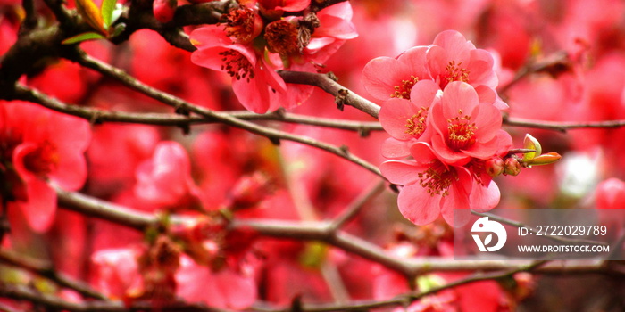 Fuori che sbocciano, la primavera in arrivo