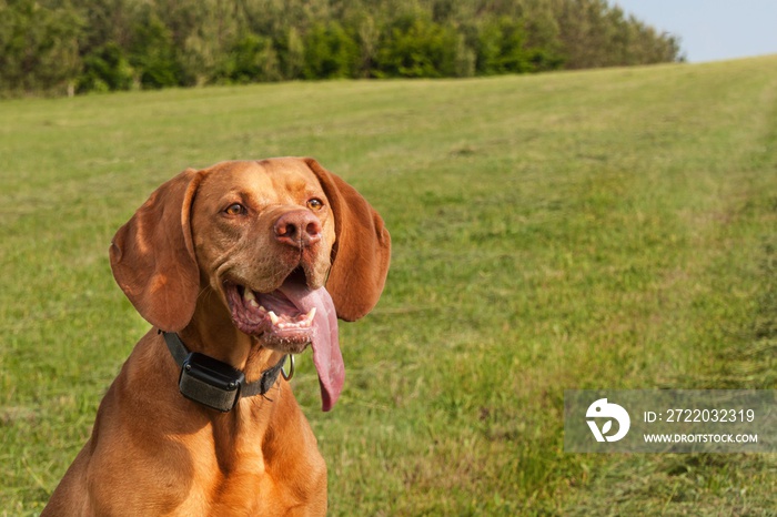 Electric collar for dog. Hunting dog training. Hungarian pointer  Vizsla .