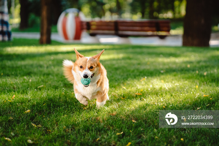 Welsh corgi enjoy his toy on the lawn