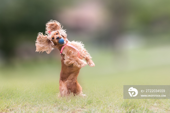 可卡犬跳跃并阻挡球。