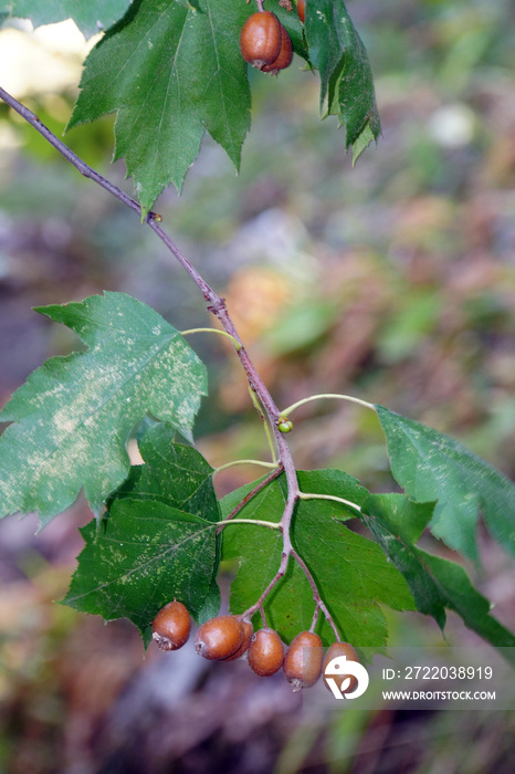 Früchte der Elsbeere (Sorbus torminalis)