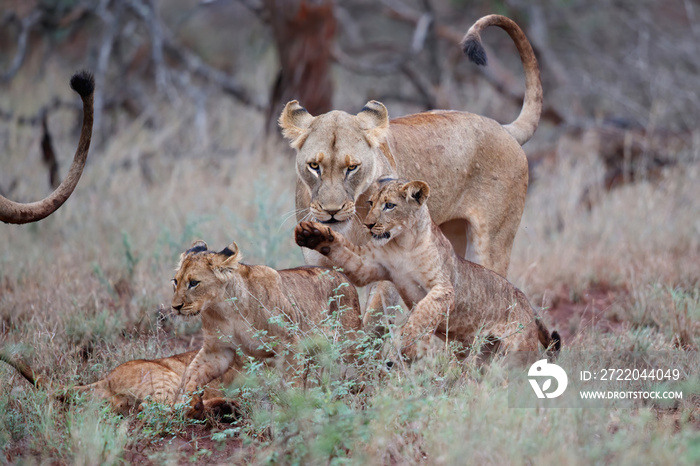 Lioness and her playful cubs in Zimanga Game Reserve near the city of Mkuze in South Africa