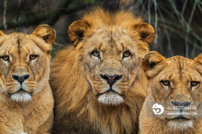 加丹加狮子-Panthera leo bleyenberghi，博茨瓦纳卡拉哈里非洲大草原的标志性动物。