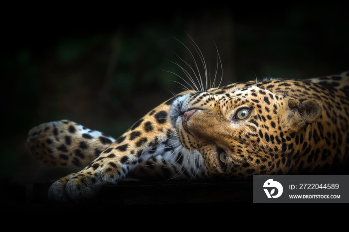 Leopards resting in the midst of nature.