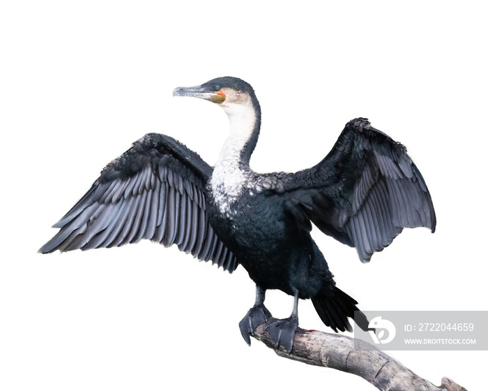 大Cormorant