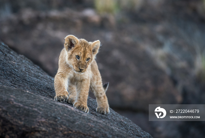 岩石上的狮子幼崽