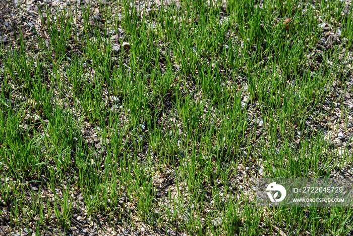 Close up of reseeded lawn to repair it, with new grass growing, seed and pebble mixture