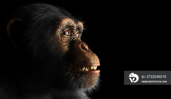 黑色黑猩猩猴子头像