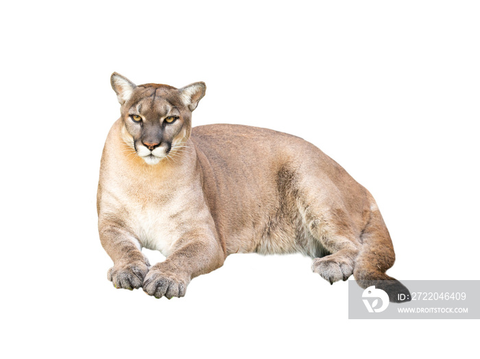 puma isolated on white background