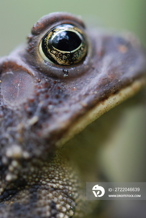 Frog Close Up