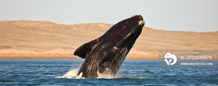 Ballena franca austral o meridional（Euabalaena australis），阿根廷巴塔哥尼亚瓦尔德斯半岛