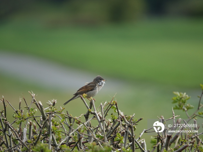 male common whitethroat (Sylvia communis) singing from atop hawthorn hedge during springtime