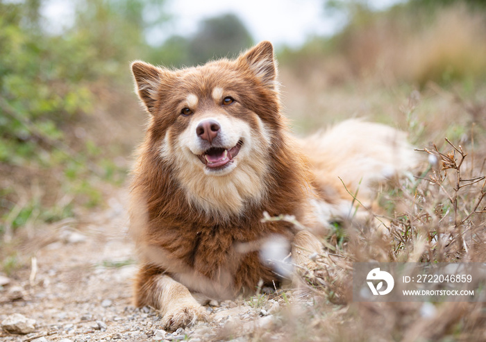 Finnish Lapphund in nature