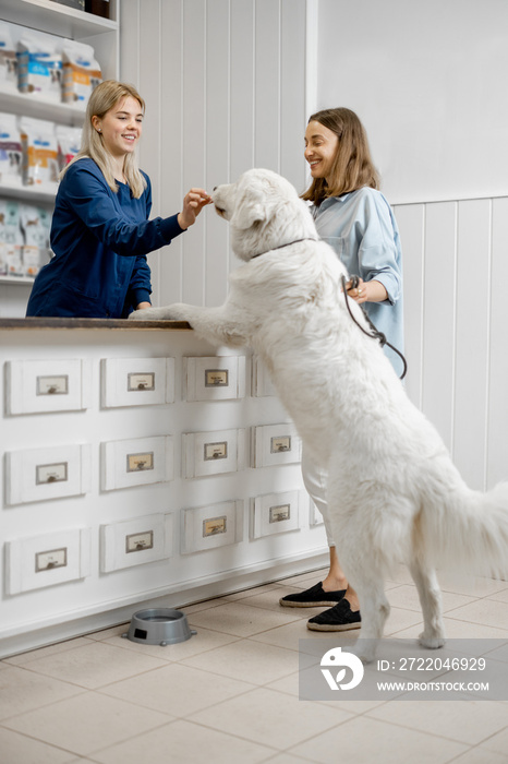 Female owner with big white dog on reception in veterinary clinic while assistant gives a treat to p