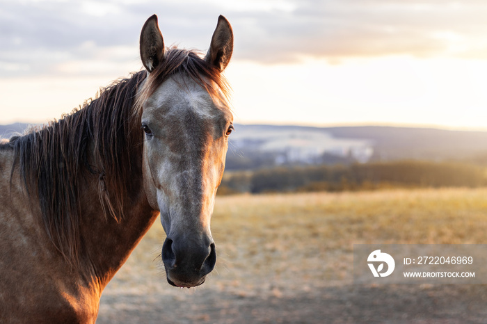 Horse in nature during sunset