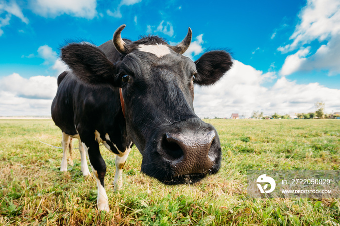 牧场或田野里的奶牛特写，嘴里衔着绿草。