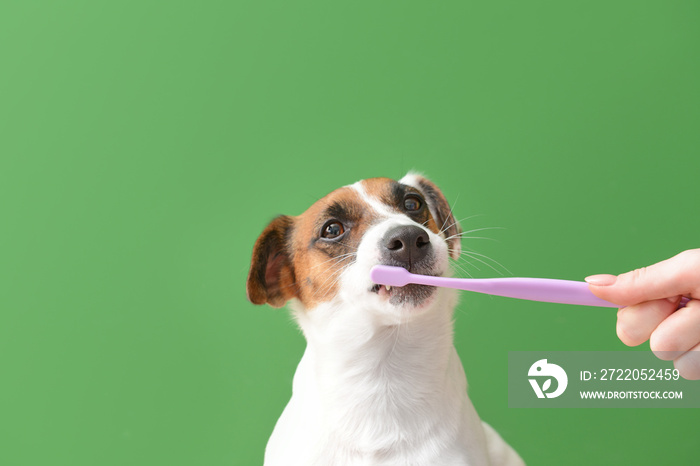 Owner cleaning teeth of cute dog with brush on color background