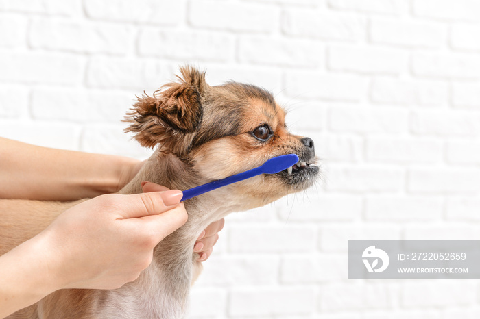 Owner cleaning teeth of cute dog with brush on white background