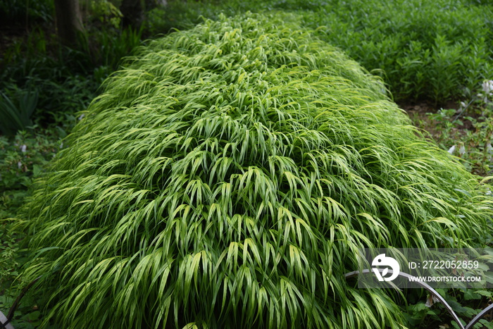 Hakonechloa macra is a very attractive houseplant that is blowing in the wind.