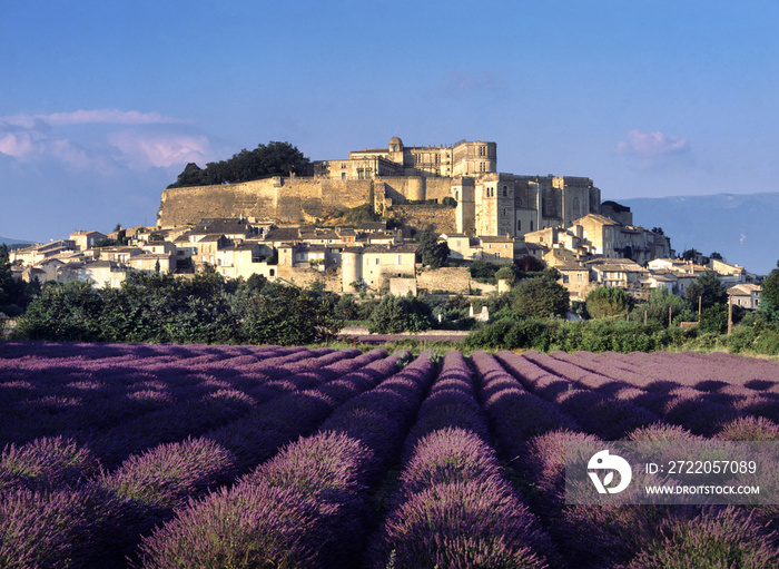 Europe, France, Drome, provence, Grignan lavender field