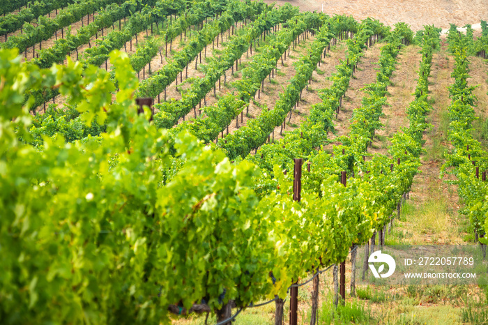 Beautiful Wine Grape Vineyard In The Morning Sun