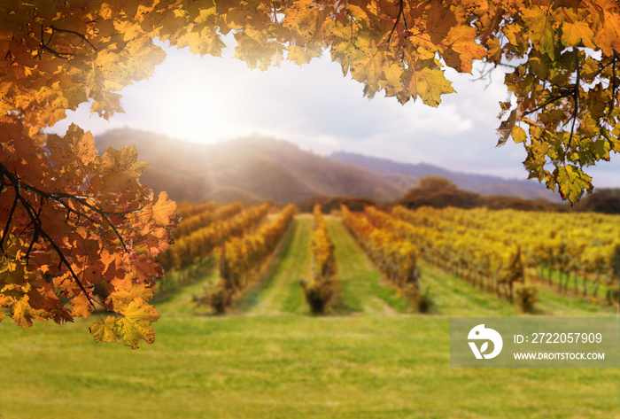 罗马尼亚特兰西瓦尼亚的秋叶，背景是模糊的葡萄园。