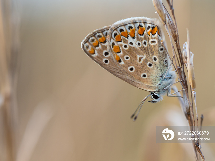 The common blue butterfly ( Polyommatus icarus )female sitting on a dry grass