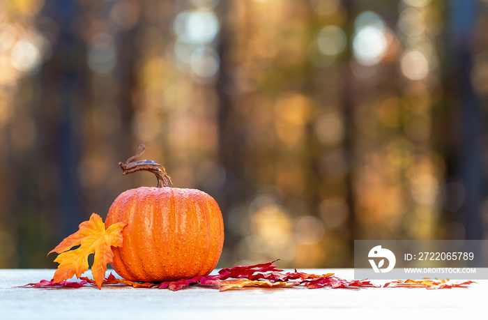 Small pumpkin outside on a fall forest background