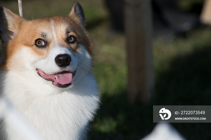 彭布罗克威尔士柯基犬面部特写