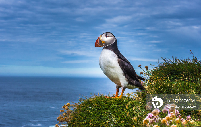 冰岛西部峡湾拉特拉巴格悬崖上的Puffins