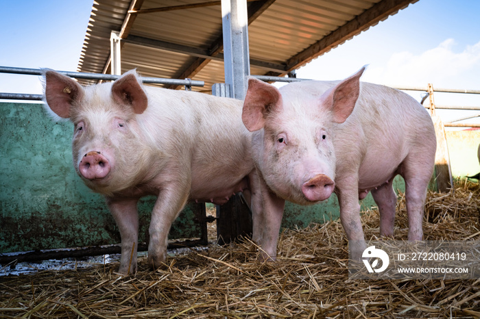 生物-Schweinehaltung-Neugieerige Schweine im Aussenstall。