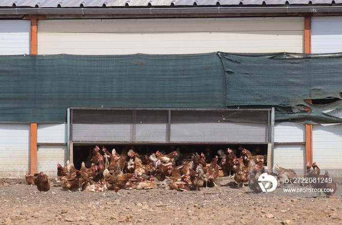 élevage de poules pondeuses en plein air