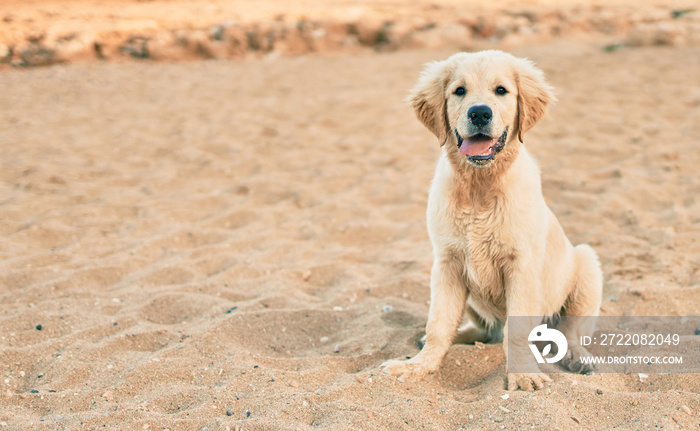 Beautiful and cute golden retriever puppy dog having fun at the beach sitting on the golden sand. Lo