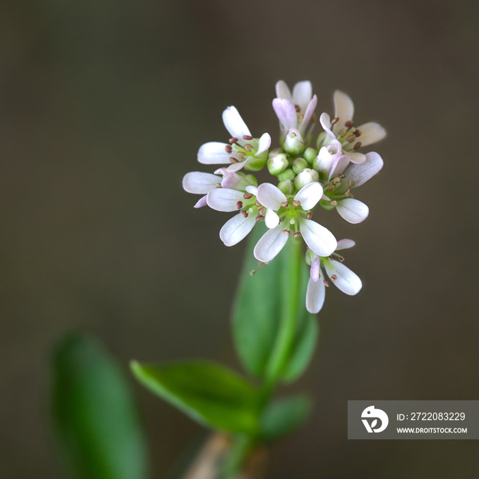 Thlaspi caerulescens，Alpine Penny水芹，也称为Alpine pennygrass