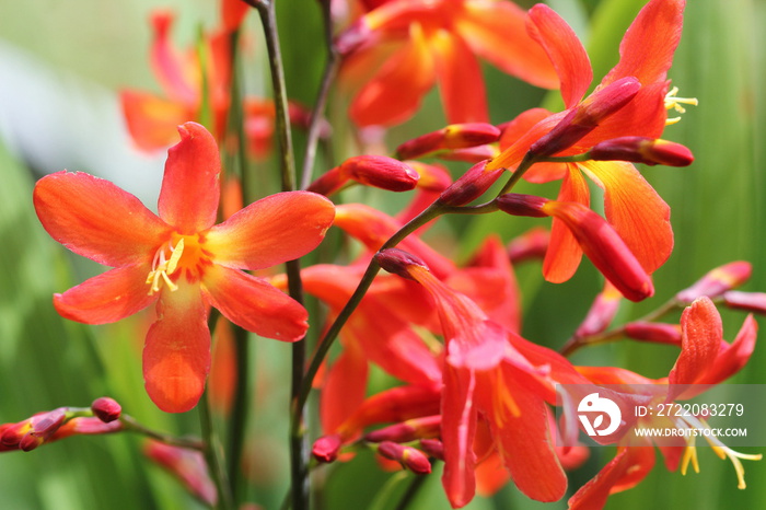 Crocosmia或Montbretia植物绽放橙色花朵