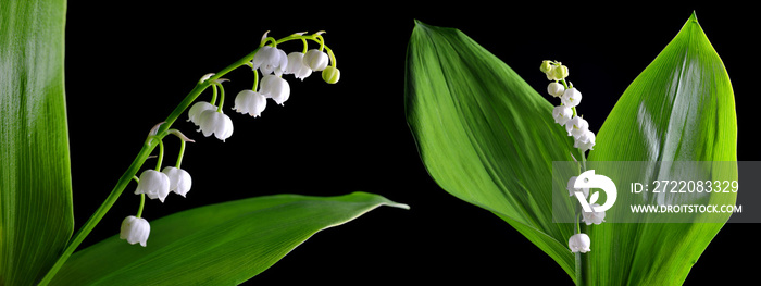 盛开的铃兰（Convallaria majalis），绿色叶子孤立在黑色背景上。