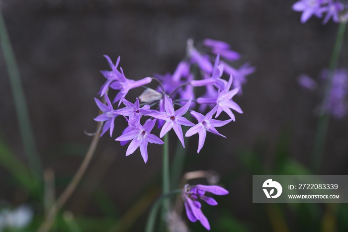 Tulbaghia violacea（社会大蒜）花/百合科多年生球茎植物