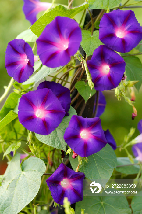 常见的牵牛花。紫丁香。
