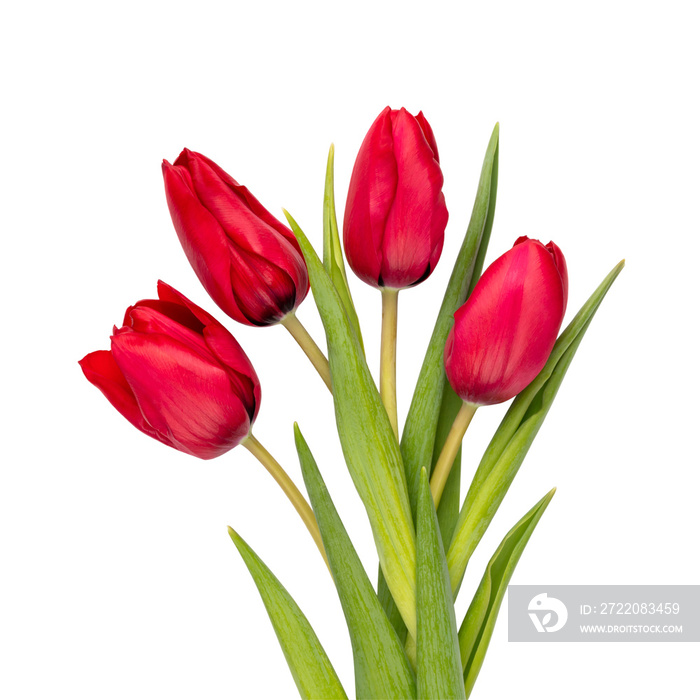 Red tulip flower head isolated on white background.