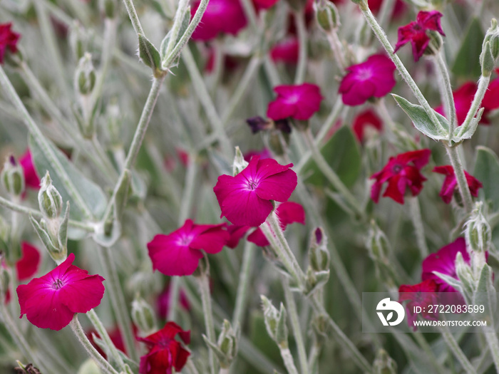 (Lychnis coronaria) Coquelourde des jardins aux tiges grisâtres, feuillage velouté vert argenté, feu