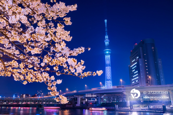 浅草 隅田公園の夜桜とライトアップされたタワー / A night view of the cherry blossoms in full bloom in Asakusa Sumida Park a